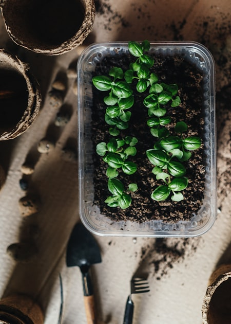 Plant Care: Watering and Fertilizing