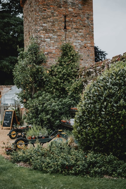 Top Gardening Tips for Beginners